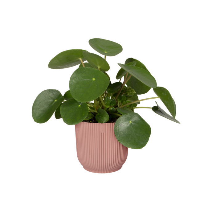 vibes fold rond 30cm delicaat roze